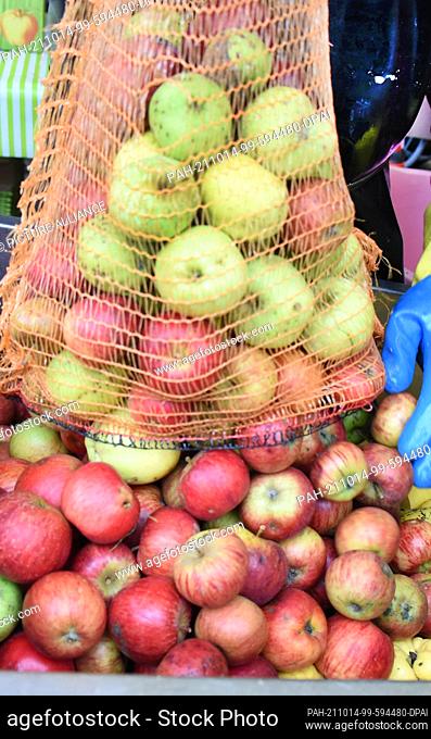 11 October 2021, Saxony, Fuchshain Bei Leipzig: Customers pour their harvested apples and quinces onto the conveyor belt at a mobile apple crusher set up for...