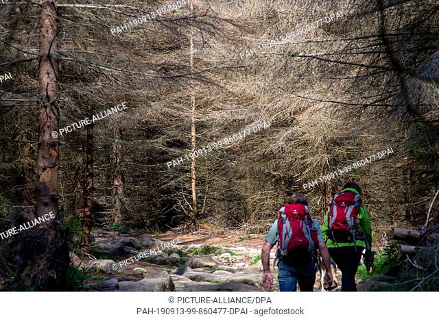 11 September 2019, Saxony-Anhalt, Wernigerode: Hikers walk in the Harz National Park through a piece of forest with dead spruces