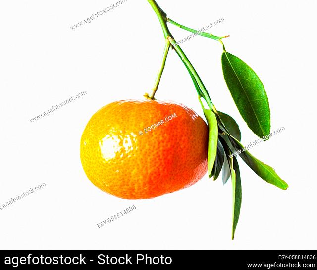 One tangerine on the tree, fruit on the branch with green leaves isolated on white