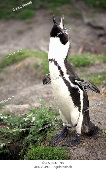 Jackass Penguin, Spheniscus demersus, Betty's Bay, South Africa, Africa, adult male calling