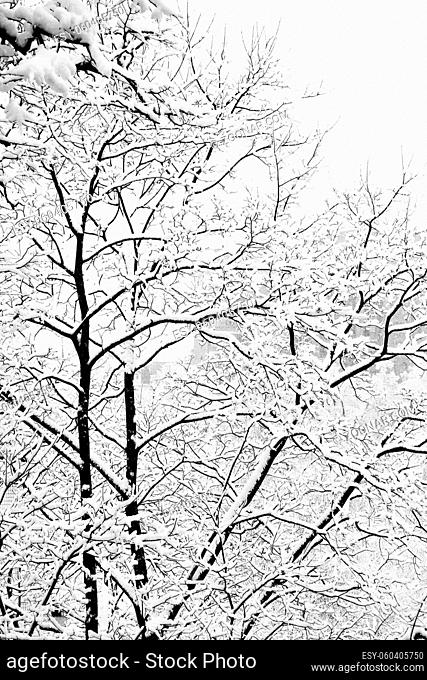 Winter trees after heavy snowfall. Black and white image