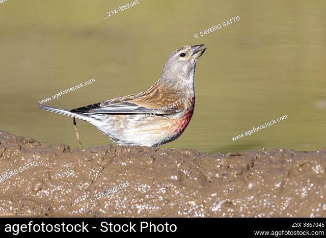 Common Linnet (Linaria cannabina), adult male drinking in a pool, Abruzzo, Italy