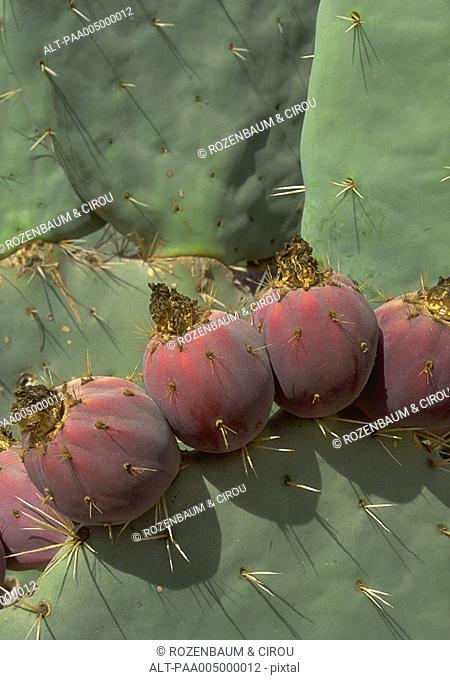 Prickly pear cactus, extreme close-up