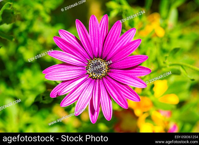 Purple flower of a Cape marguerite, also called Dimorphotheca ecklonis