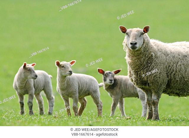 A mother ewe with three lambs, domestic sheep, Ovis aries in a field in North Yorkshire, England