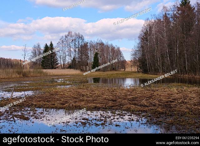Springtime flooded meadow within forest, Bialowieza Forest, Poland, Europe