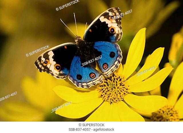 Blue Pansy butterfly Junonia orithya pollinating a flower