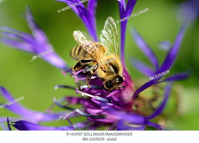 Carnolian honey bee (Apis mellifera var carnica), on blue flower of mountain knapweed or cornflower (Centaurea montana L.)