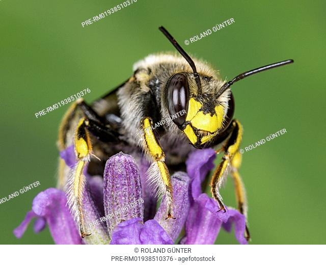 European wool carder bee (Anthidium manicatum) on English Lavender (Lavandula angustifolia), male / Garten-Wollbiene (Anthidium manicatum) auf Echtem Lavendel...