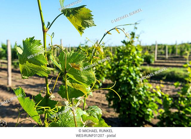 Ukraine, Black Sea, vineyard in the Shabo winery