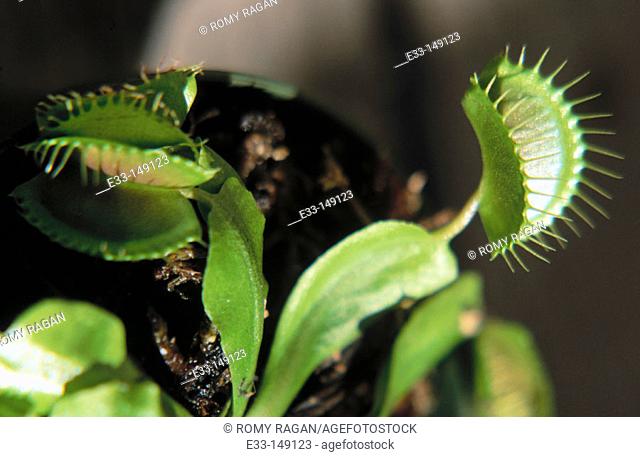 Venus Flytrap (Dionaea muscipula)