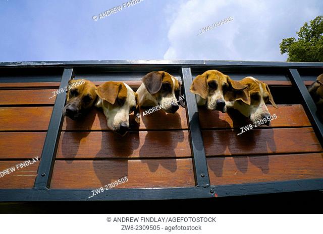 Trailhounds looking out of box trailer. Rydal Show Rydal Hall Ambleside The Lake District Cumbria England UK