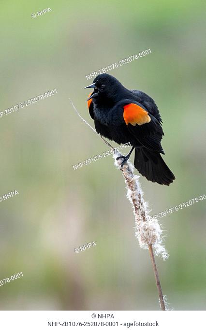 Red-winged blackbird singing and displaying, Agelaius phoeniceus