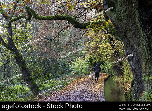 10 November 2023, Hesse, Oberursel: Autumnal atmosphere along the Mühlgraben in Oberursel in the Taunus, where a man walks his dog at dawn