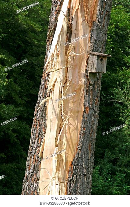 aspen, poplar (Populus spec.), bursted tree trunk with nest box after lightning strike, Germany, North Rhine-Westphalia