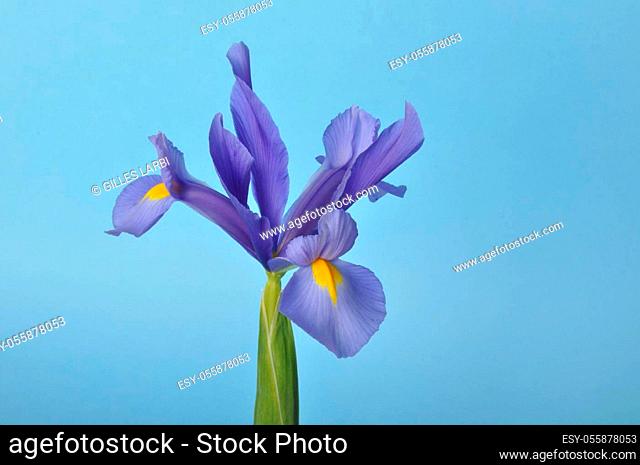 leaf iris in sword on a blue background