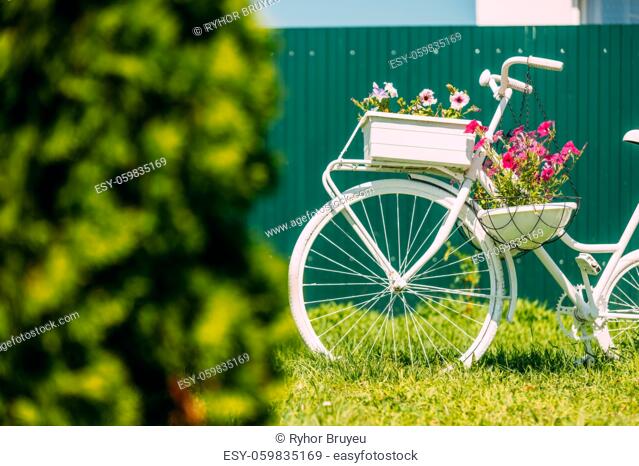 Decorative Retro Vintage Model Bicycle Equipped Basket Flowers Garden On Background Of Green Fence. Summer Flower Bed With Petunias