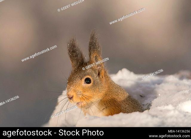 profile and close up of a red squirrel in a snow hole