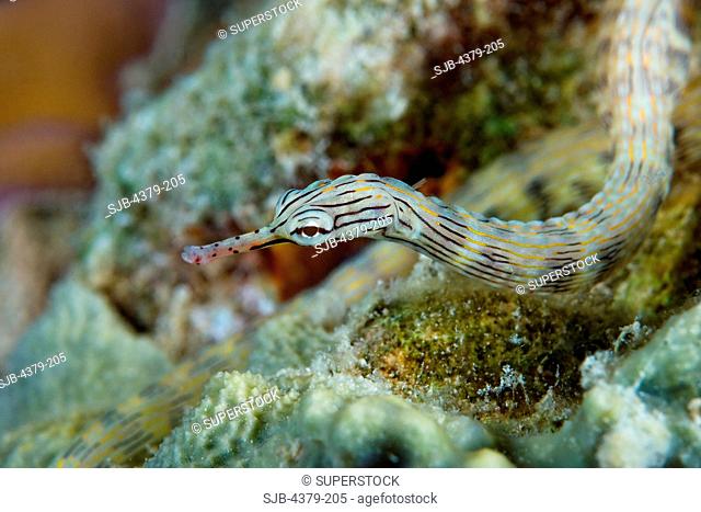 Reeftop Pipefish