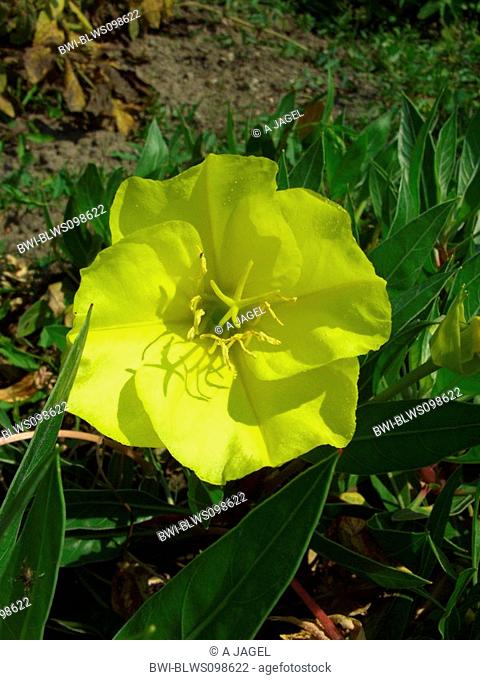 Missourie evening primerose, Prairie evening primrose, Ozark sundrops Oenothera missouriensis, Oenothera macrocarpa, flower