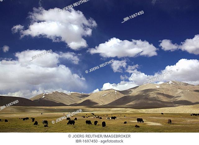 Yak (Bos mutus), herd, Pamir mountain range, Tajikistan, Central Asia