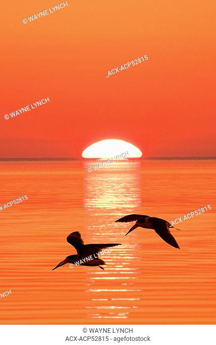 Black skimmers Rynchops niger flying to their nocturnal roost, coastal Florida
