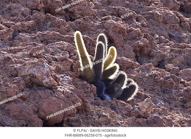 Galapagos Lava Cactus exclusively found on barren lava