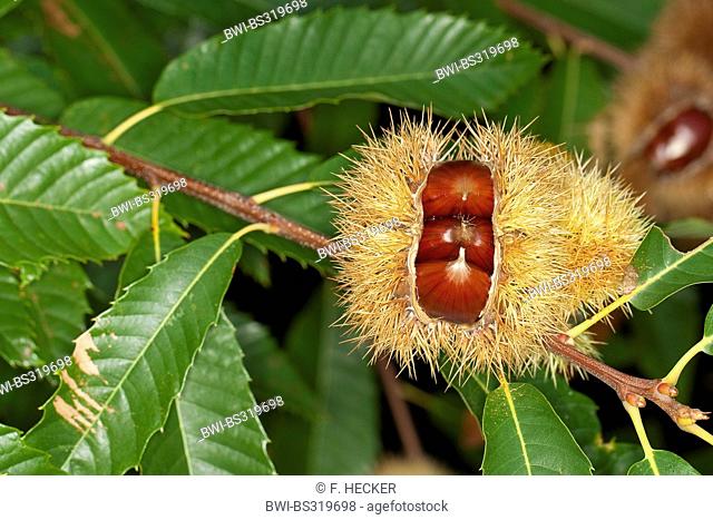 Spanish chestnut, sweet chestnut (Castanea sativa), fruits on a tree