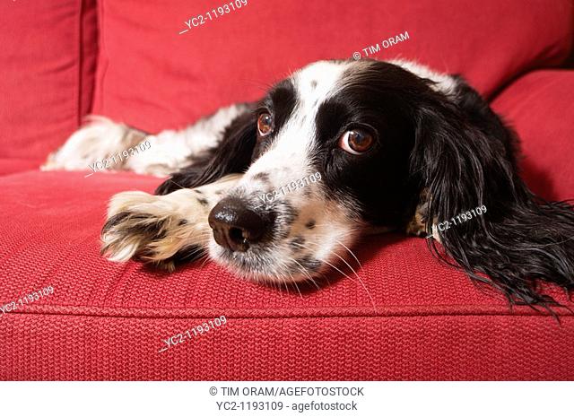 A close up of an English Springer Spaniel dog laying down indoors on a sofa