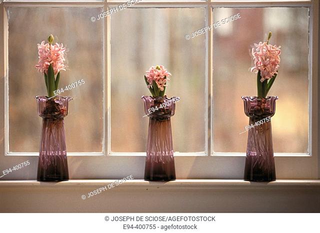 Hyacinths being forced on a window sill