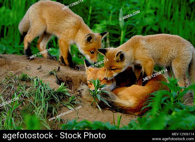 Red Fox family at burrow - Red Fox adult with pups at burrow - North America Mcneil Alaska