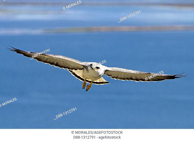 Falkland , Malouines , Ile de Pebble , Variable Hawk or Red-backed HawkButeo polyosoma, male