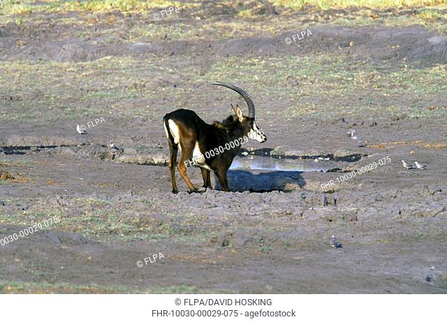 Sable Antelope Hippotragus niger Male kneeling to drink / Chobe / Botswana