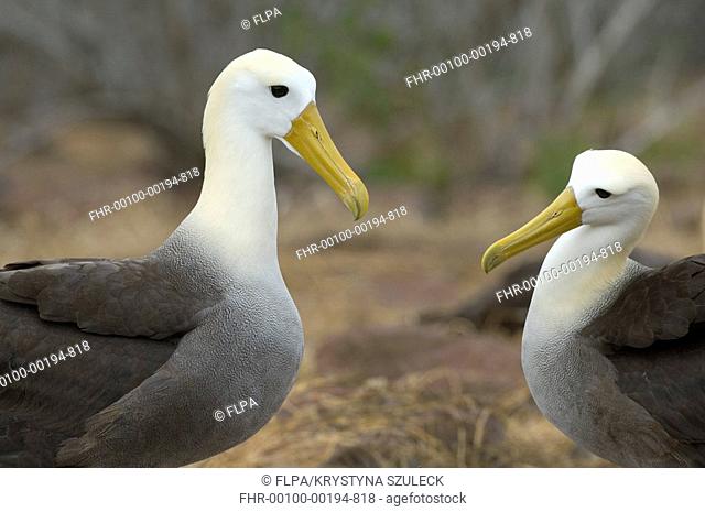 Waved Albatross Diomedea irrorata adult pair, formalised dance waddle, courtship display, Punta Suarez, Floreana, Galapagos