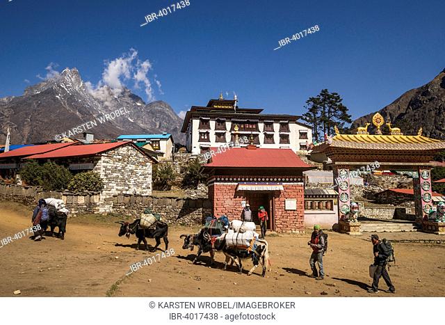 Laden yaks and Sherpas in front of the Tengboche Monastery, Khumbu, Solukhumbu District, Mount Everest Region, Nepal