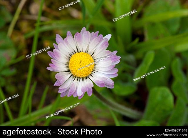 Daisy Flowers in a Tuscan Garden, Italy