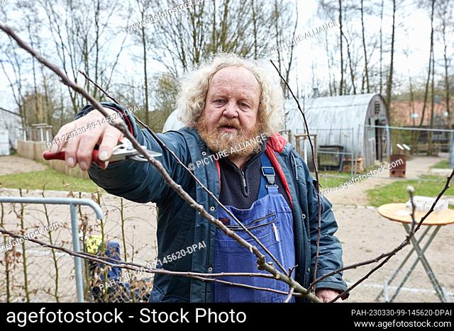 30 March 2023, Lower Saxony, Rosengarten-Ehestorf: Eckart Brandt, former fruit grower and author, prunes a young tree of the ""Holländer Prinz"" variety during...