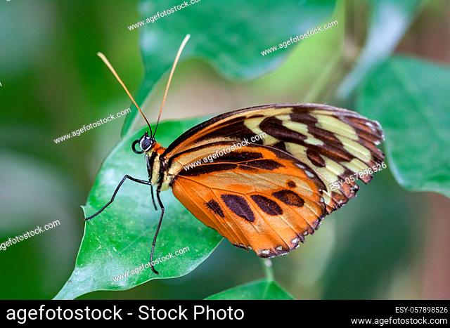 Large Tiger Butterfly (Lycorea cleobaea)
