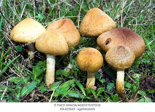 Mushrooms (Psathyrella velutina) in oakwood. Riaza, Segovia, Spain