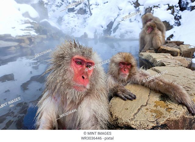 Japanese Macaque, Macaca fuscata, in the winter snow, Joshin-etsu National Park, Honshu, Japan