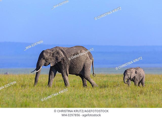 African elephants (Loxodonta africana) in savanna, Maasai Mara National Reserve, Kenya, Africa