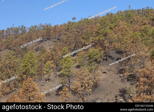 Burned forest of Canary Island pine (Pinus canariensis). Integral Natural Reserve of Inagua. Tejeda. Gran Canaria. Canary Islands. Spain