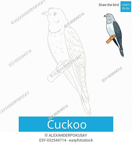 Cuckoo learn birds educational game learn to draw vector illustration,  Stock Vector, Vector And Low Budget Royalty Free Image. Pic. ESY-032544714  | agefotostock