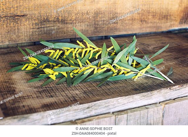 Cut branches of Sydney golden wattle (Acacia longifolia)