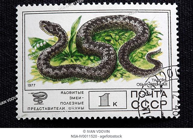 Common European adder, European viper Vipera berus, postage stamp, USSR, 1977