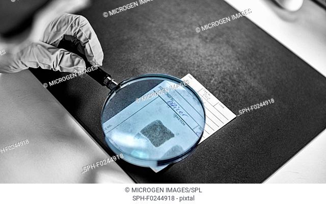 Forensics. Police laboratory expert examining fingerprints form