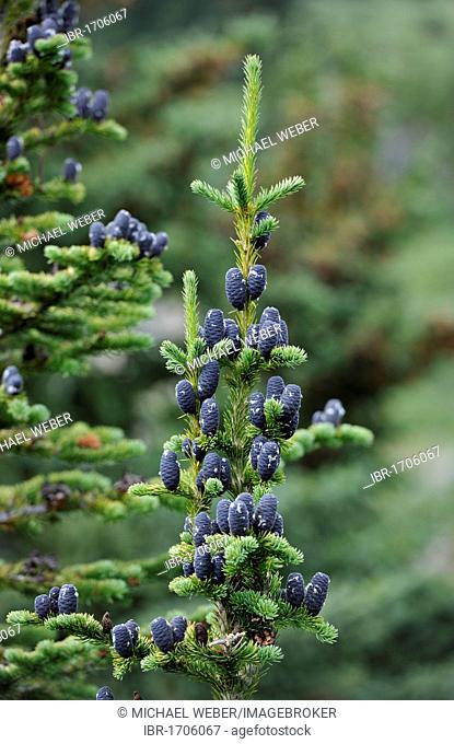 Blue cones of a Korean Fir (Abies koreana), Wilcox, Columbia Icefield, Icefields Parkway, Jasper National Park, Canadian Rockies, Rocky Mountains, Alberta