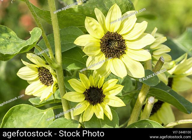 Common Sunflower / Helianthus annuus 'Valentine'