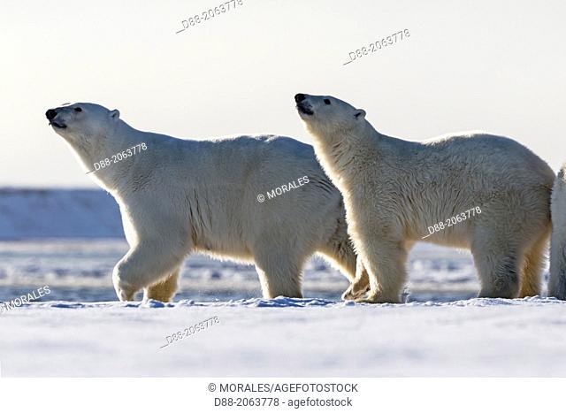 United States , Alaska , Arctic National Wildlife Refuge , Kaktovik , Polar Bear( Ursus maritimus ) , female adult with 2 cubs along a barrier island outside...
