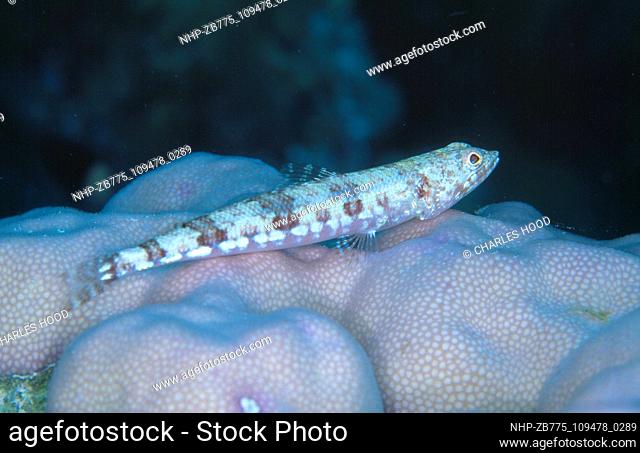 Common lizardfish  Date:   Ref: ZB775-109478-0289  COMPULSORY CREDIT: Oceans Image/Photoshot
